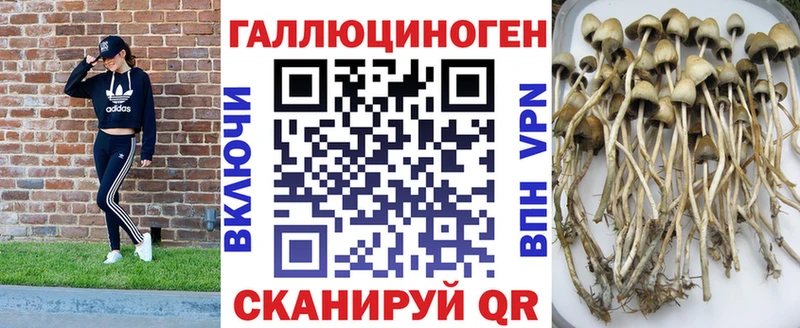 Псилоцибиновые грибы Psilocybine cubensis  Среднеуральск 